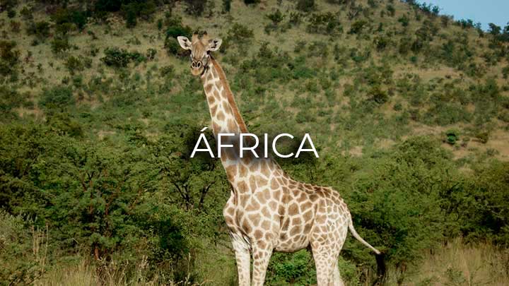 africa viaje exotico safari agencia de viajes argentina