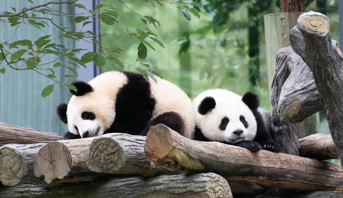 China: Encuentros con los Osos Pandas