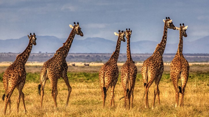 Comparativa de operadores a África · Kenia y Tanzania 2026: itinerarios, hoteles y duración
