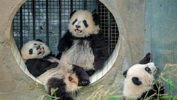Encuentro con los osos panda en China: Chengdu y el viaje a Sichuan