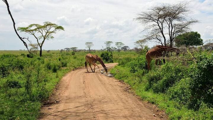 Safari Total con Kenia y Tanzania