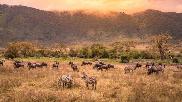 Kenia y Tanzania